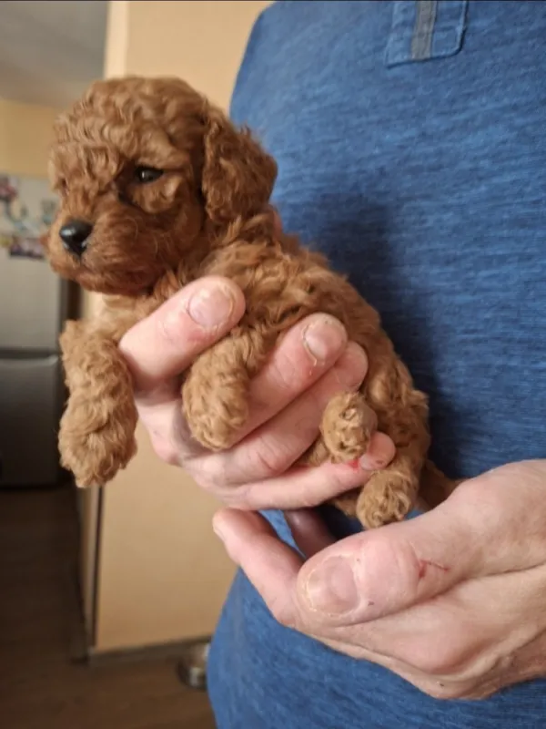 Toy pudla, štene, Banja Luka