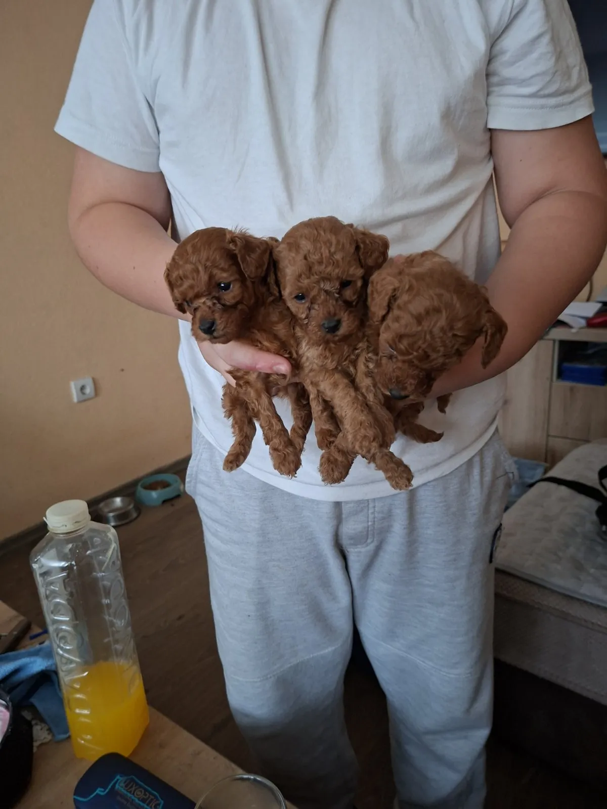 Toy pudla, štene, Banja Luka
