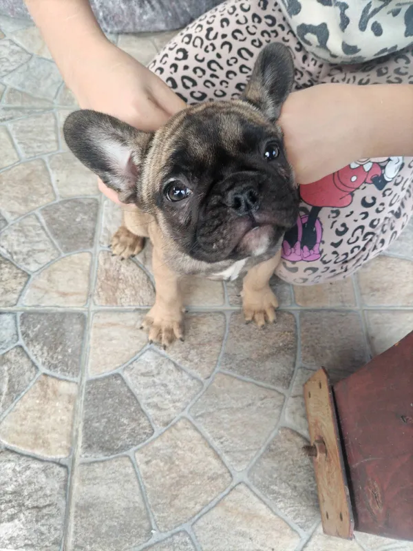 Francuski buldog, štene, Bijeljina