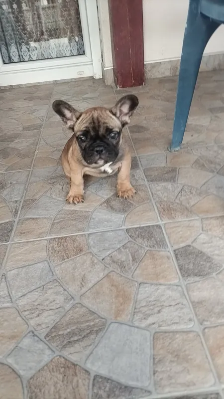 Francuski buldog, štene, Bijeljina