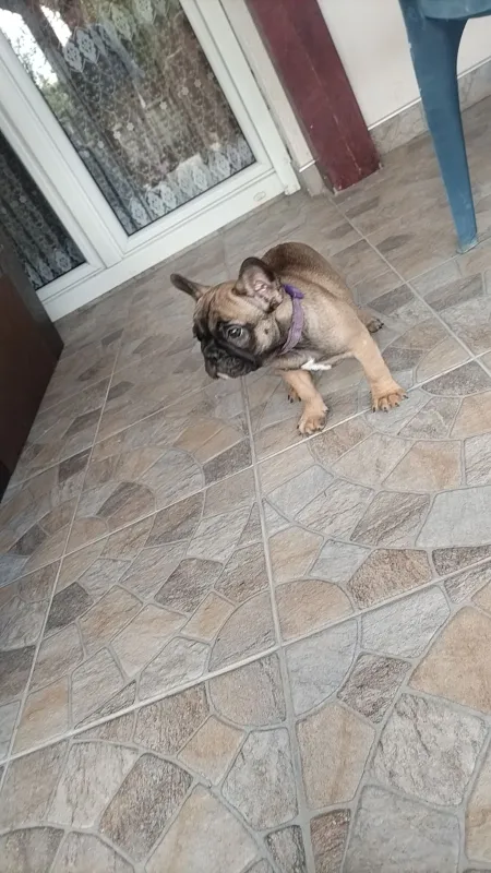 Francuski buldog, štene, Bijeljina
