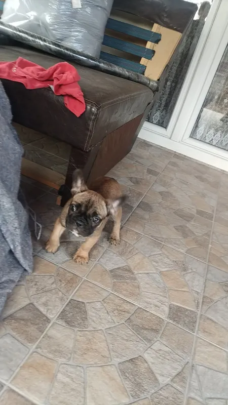 Francuski buldog, štene, Bijeljina