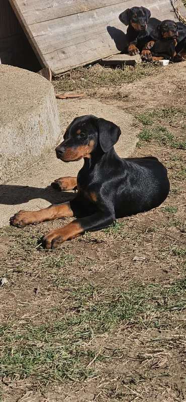 Dobarman, štene, Vitez